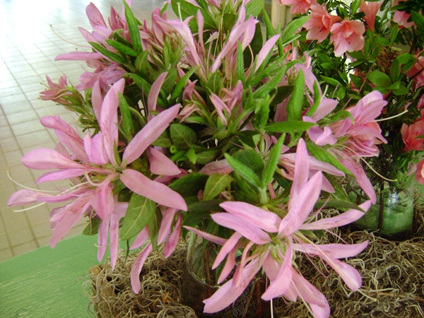 f-DSC03482.JPG