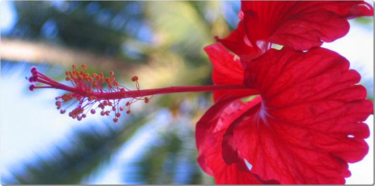 bali blumen1.jpg