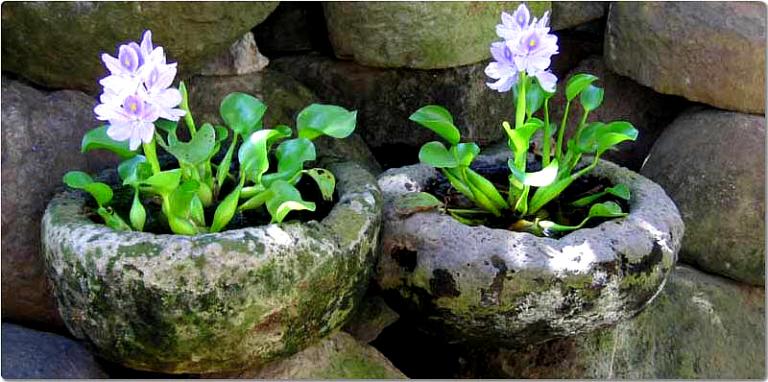bali blumen3.jpg
