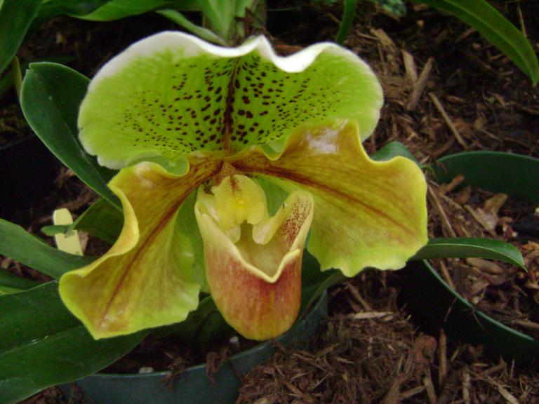DSC06738.JPG