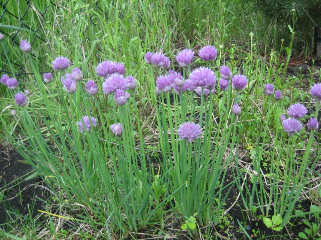 green onion flower 084.JPG