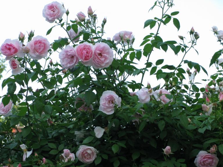 IMG_0471.JPG