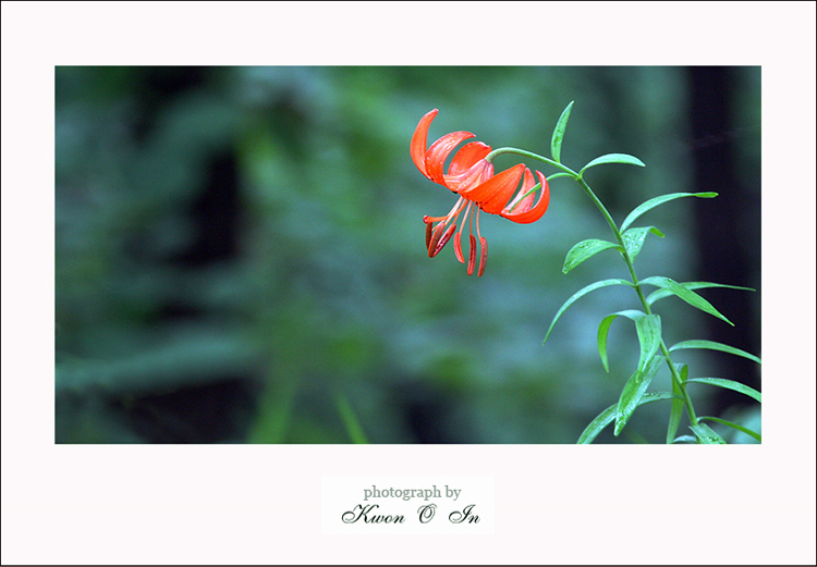 flower3.jpg flower3.jpg