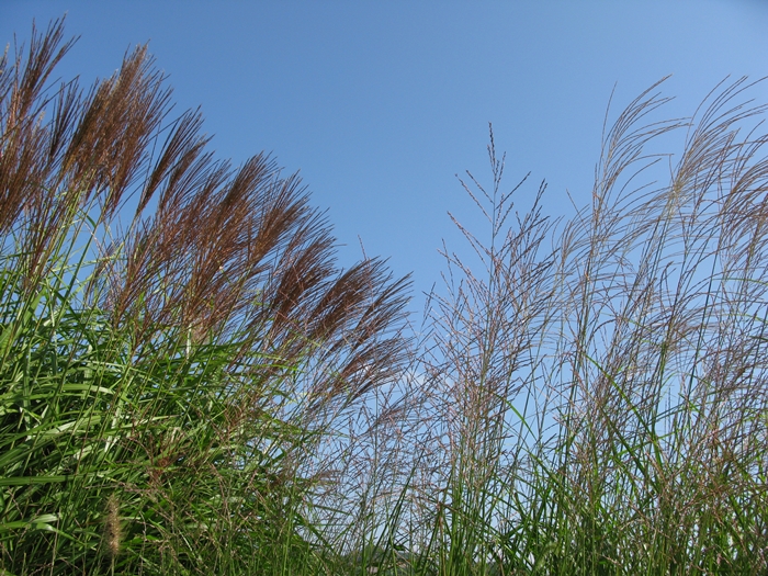 2009벌초IMG_2236.JPG