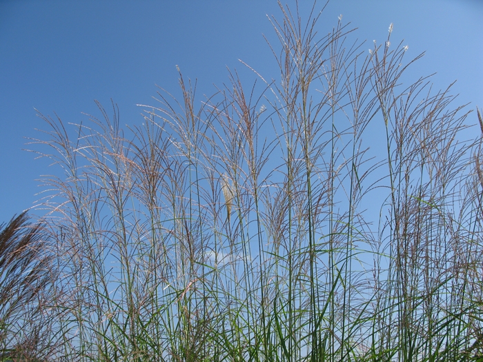 2009벌초IMG_2237.JPG