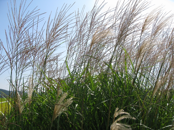 2009벌초IMG_2238.JPG