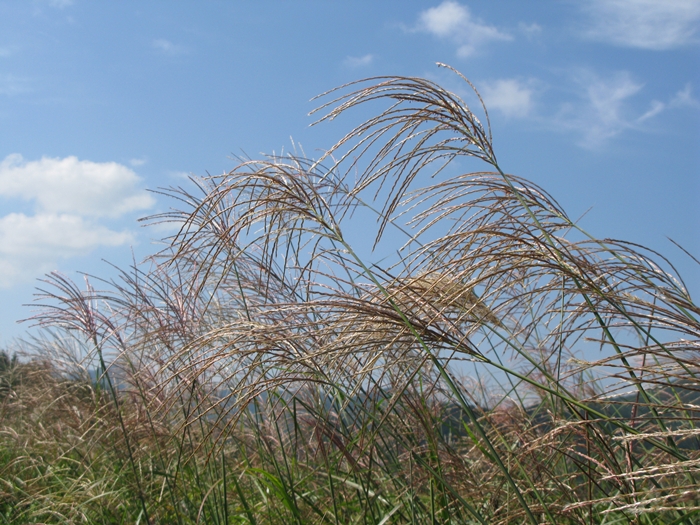 2009벌초IMG_2253.JPG