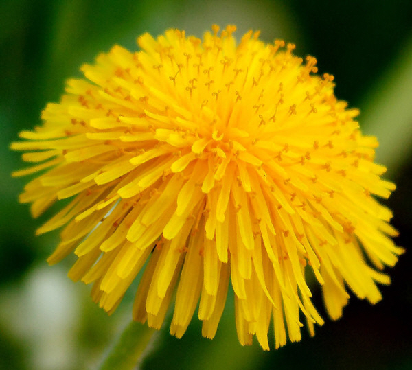 노란 민들레꽃668px-Dandelion13.jpg