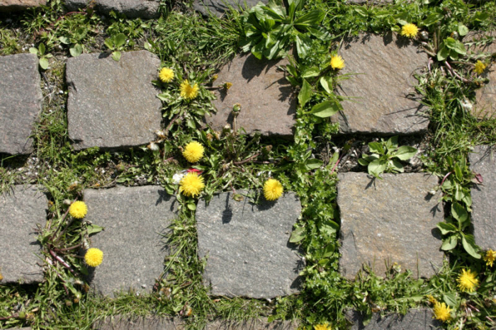 정원길에 피인 민들레꽃800px--_Cobblestone_and_flowers_-.jpg