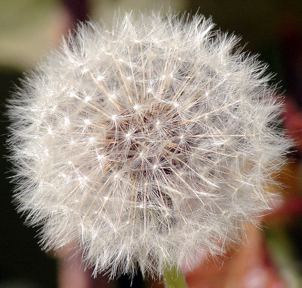 하얀 민들레꽃629px-Dandelion12.jpg