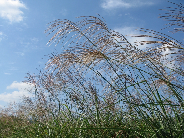 2009벌초IMG_2254.JPG