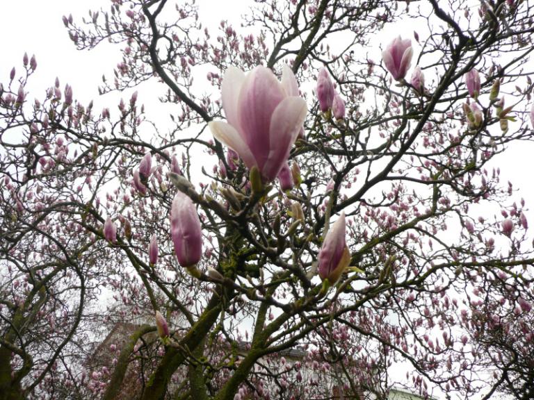 Magnolia 1.JPG