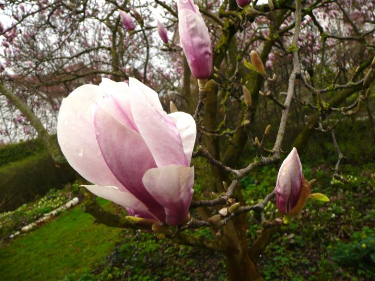 Magnolia 2.JPG