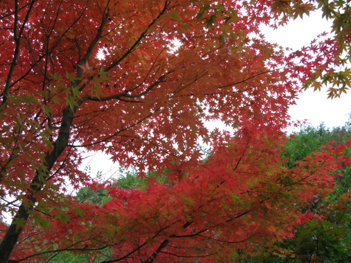 대전만인산 상소동IMG_2813.JPG