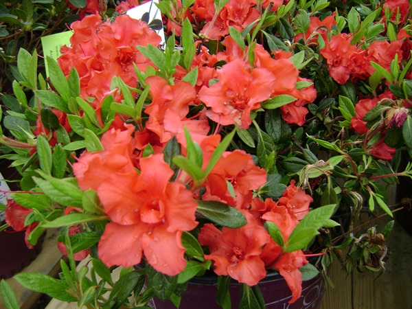 a-DSC03504.JPG