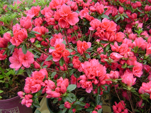 a-DSC03505.JPG