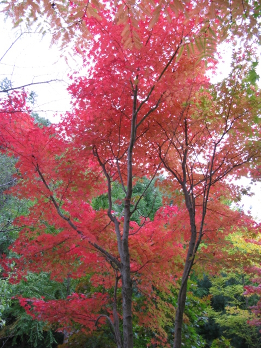 대전만인산 상소동IMG_2812.JPG