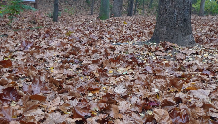 20091031-09.JPG
