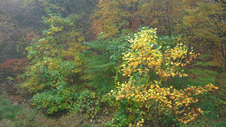 20091031-13.JPG
