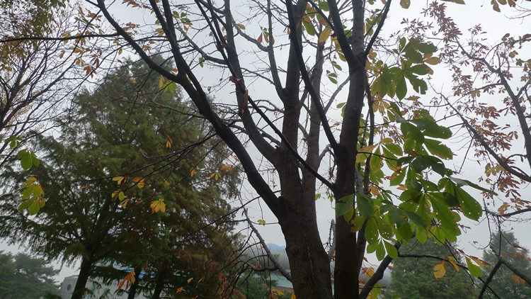 20091031-47.JPG