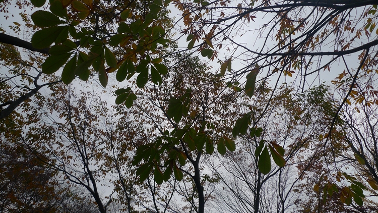 20091031-48.JPG