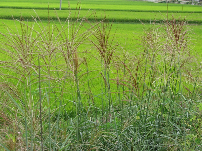 2009벌초IMG_2213.JPG
