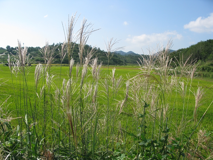 2009벌초IMG_2224.JPG