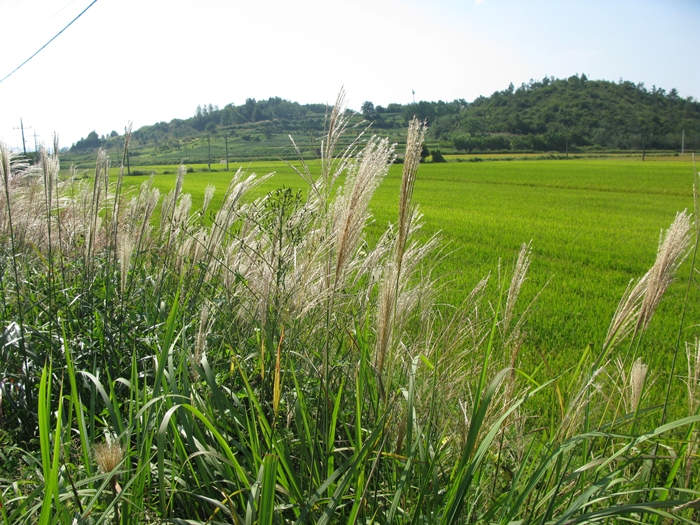 2009벌초IMG_2225.JPG