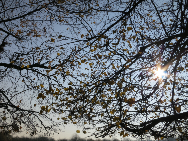 Schoenbrunn_ November 1_2.JPG