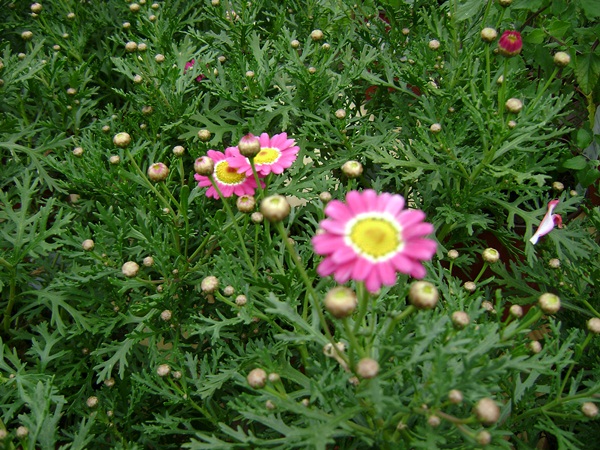 a-DSC03526.JPG