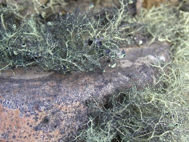 남극지의Usnea.jpg