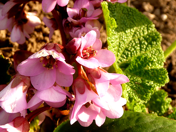 bergenia.JPG