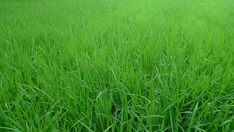 dm-20100723-05.JPG