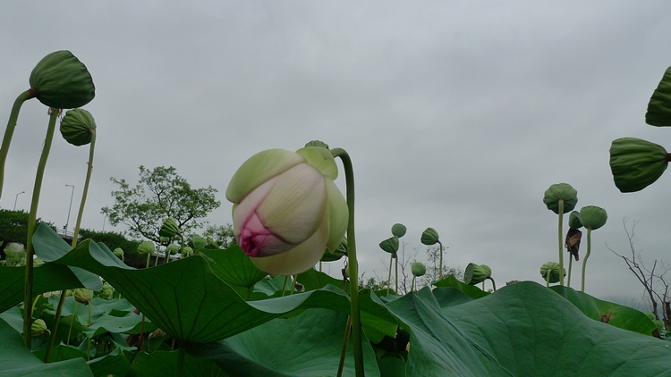 dm-20100723-25.JPG