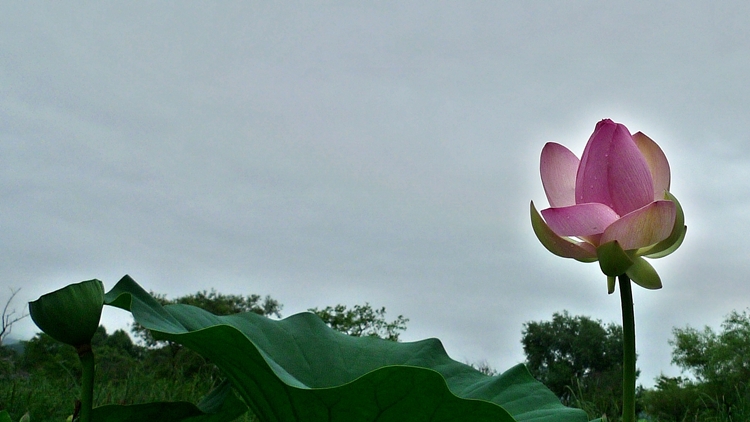 dm-20100723-35.JPG