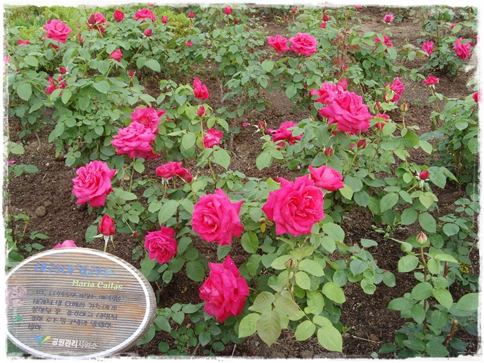 10년 5월 048.jpg