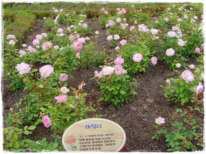 10년 5월 049.jpg