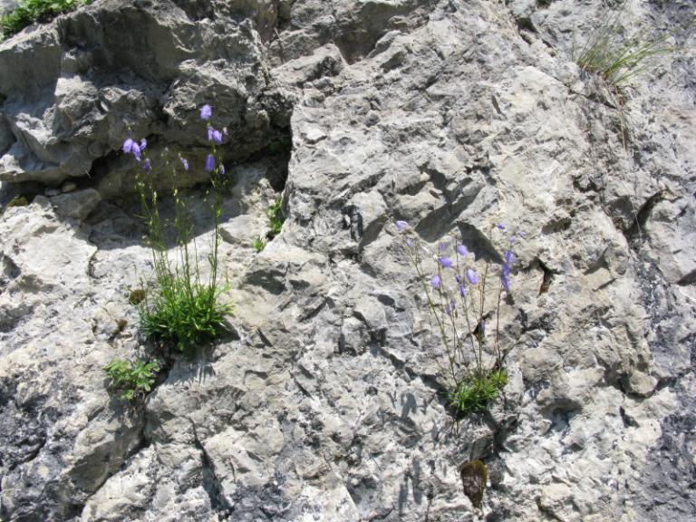 blumen am weissenseeIMG_5726.JPG