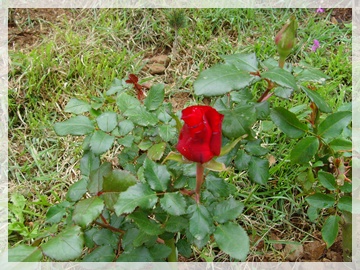 SNV30010.JPG