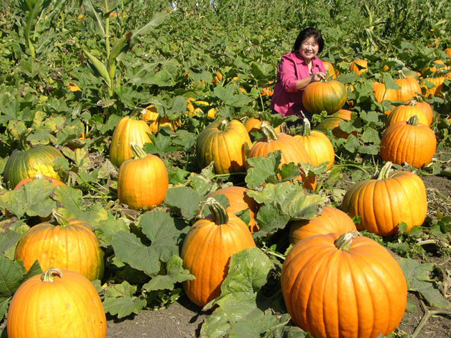 pumpkin 10-18-08 085-1.jpg pumpkin 10-18-08 085-1.jpg