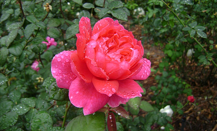 a-DSC05246.JPG