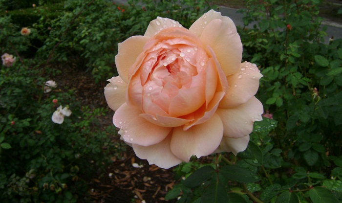 a-DSC05251.JPG