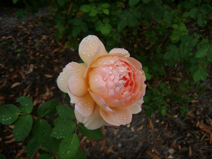 a-DSC05254.JPG