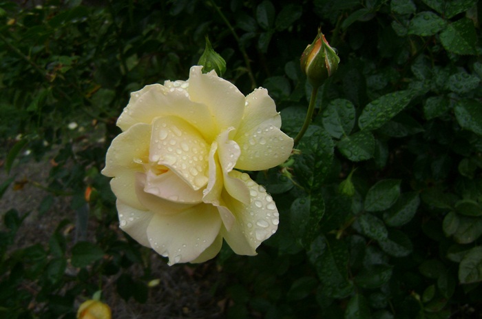 a-DSC05259.JPG