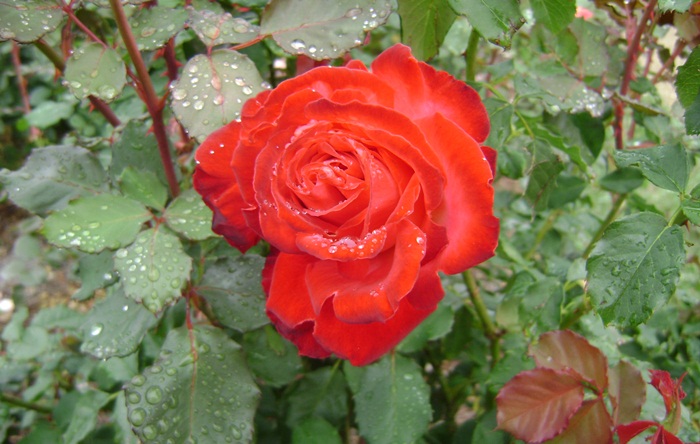 a-DSC05270.JPG