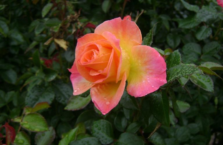 a-DSC05282.JPG