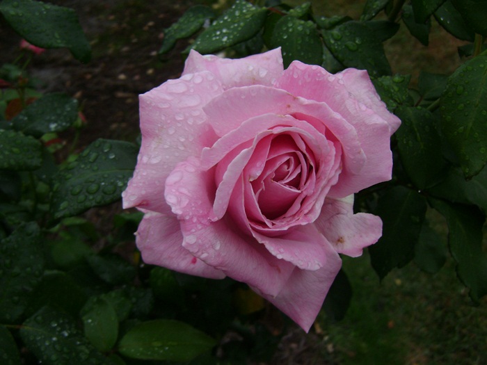a-DSC05286.JPG