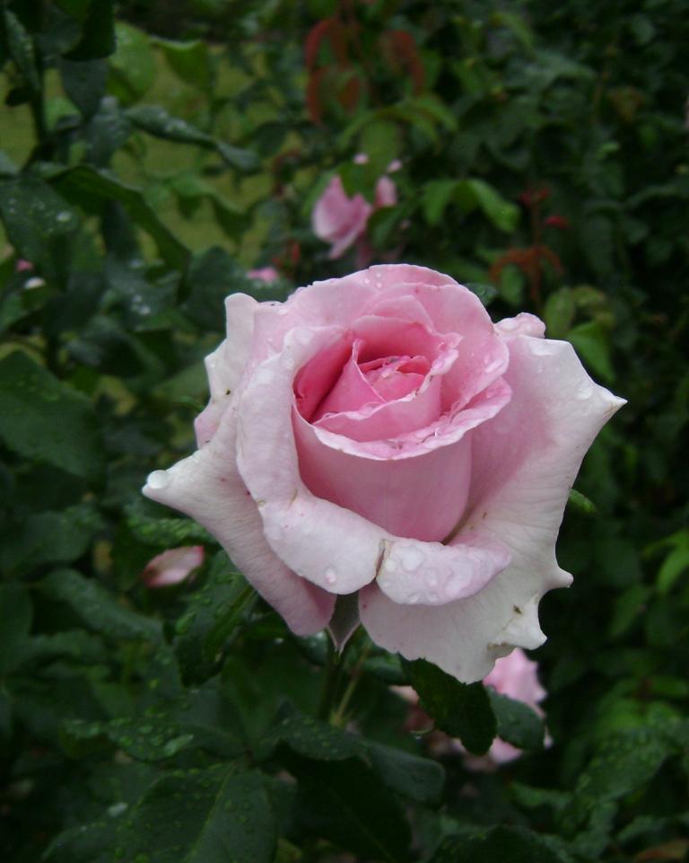 a-DSC05289.JPG