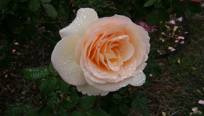 a-DSC05295.JPG