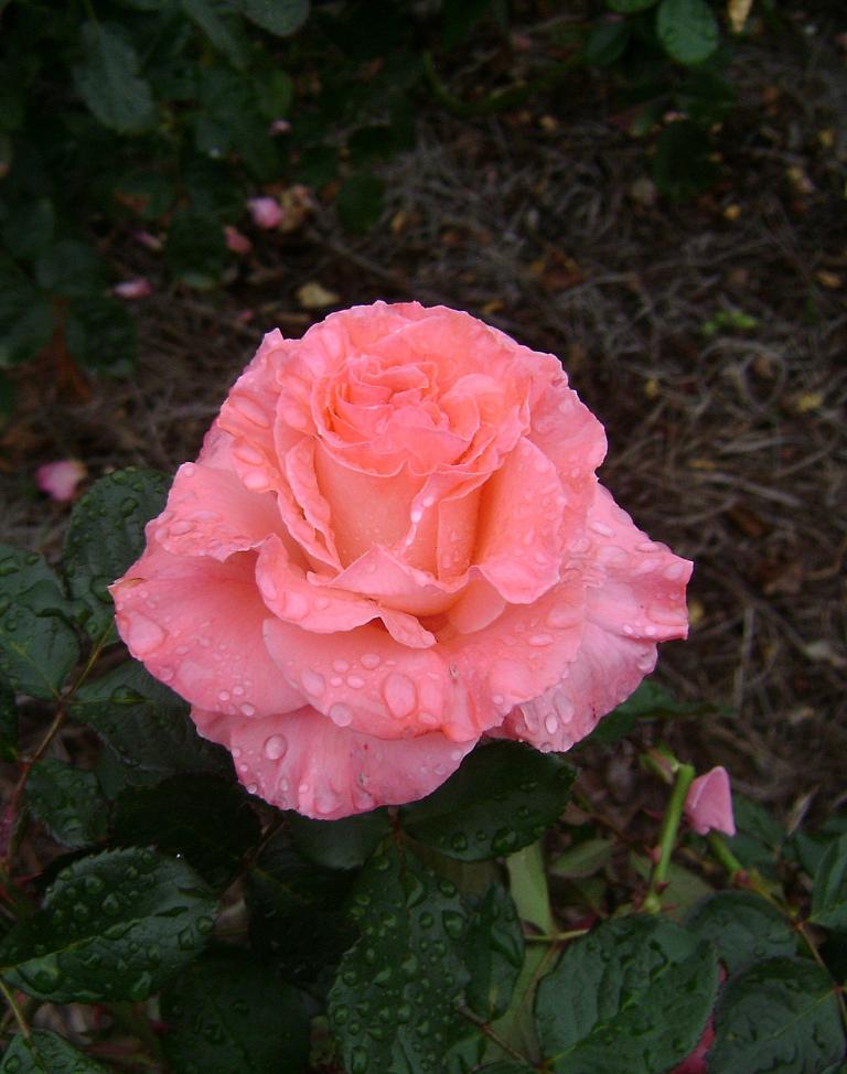 a-DSC05298.JPG